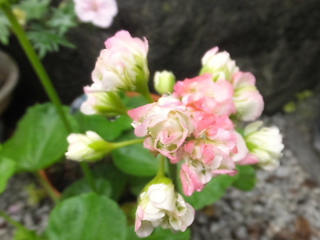 2021_0519５月１９日0002.JPG