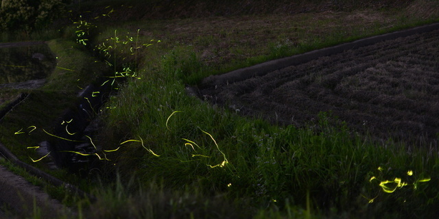 ND6_5007 1200高取蛍4回目上流より-1　　.jpg