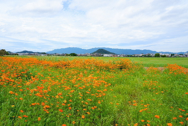 2021_0716７月１６日藤原京蓮da0052.JPG