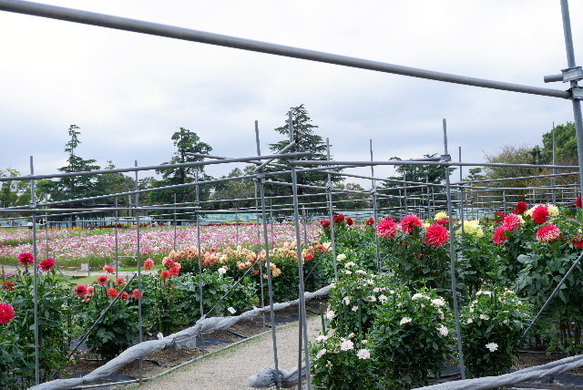 2021_1007１０月７日なばなの里0119.JPG