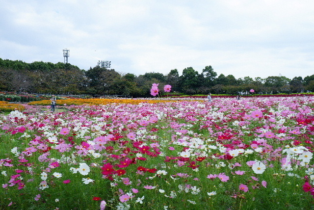 2021_1007１０月７日なばなの里0123.JPG
