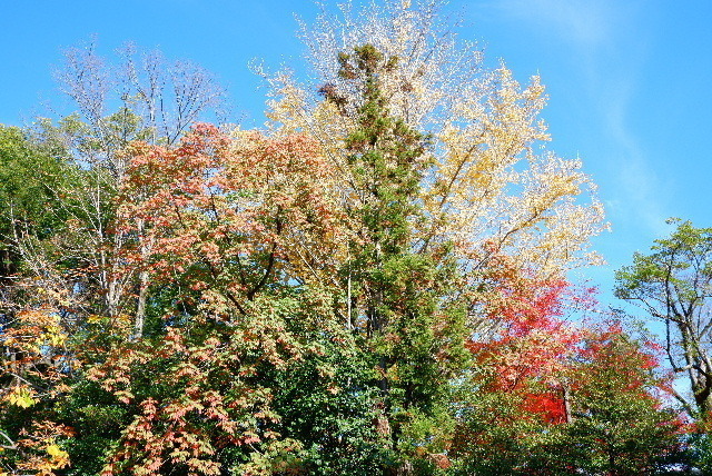 DSCF8490.JPG