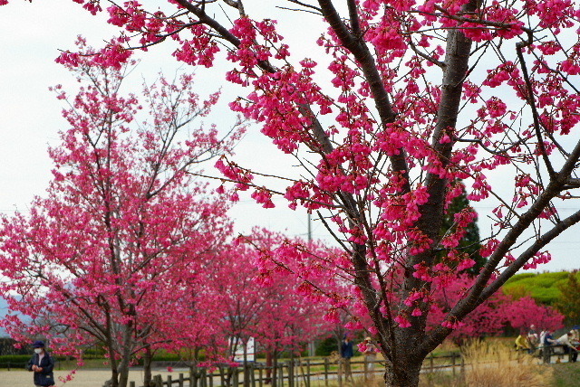2022_0317３月１７日馬見公園桜0021.JPG