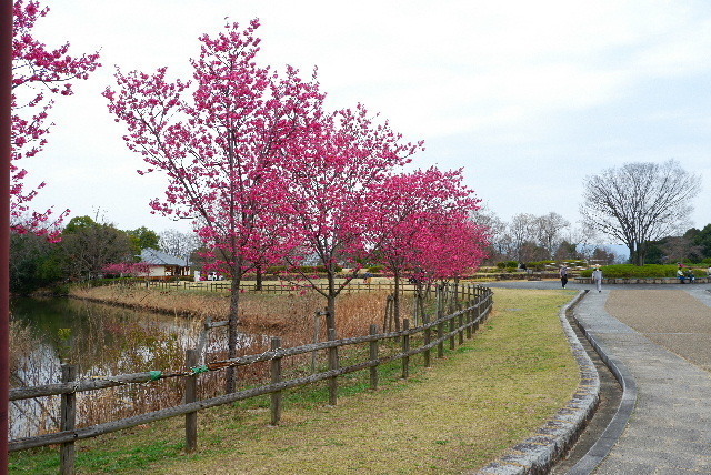 2022_0317３月１７日馬見公園桜0025.JPG