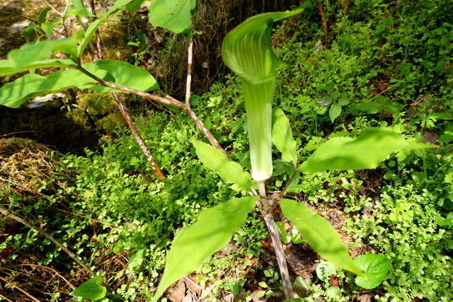 2022_0428２２年４月２８日鹿華0008.JPG