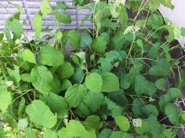 2022_0525雹0003.JPG