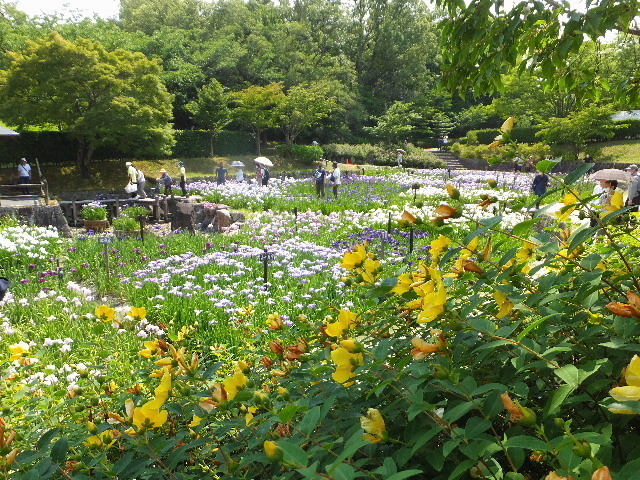 6月11日馬見菖蒲園 012.JPG