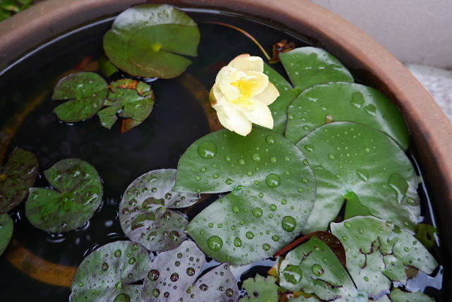 2022_0615６月１５花0013.JPG