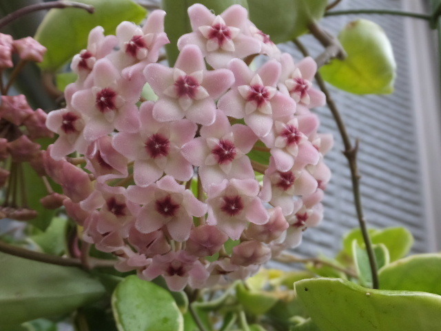 ６月１５日桜欄 011.JPG