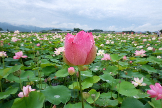 2022_0716７月１６日藤原旧跡蓮0058.JPG