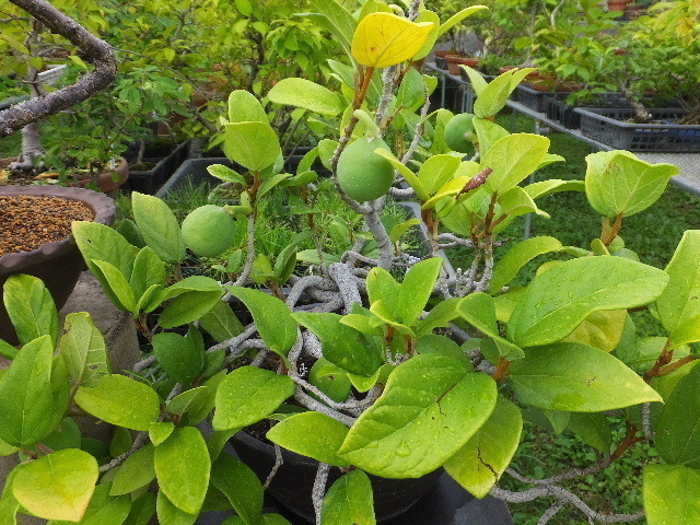 ７月１６日蓮 028.JPG