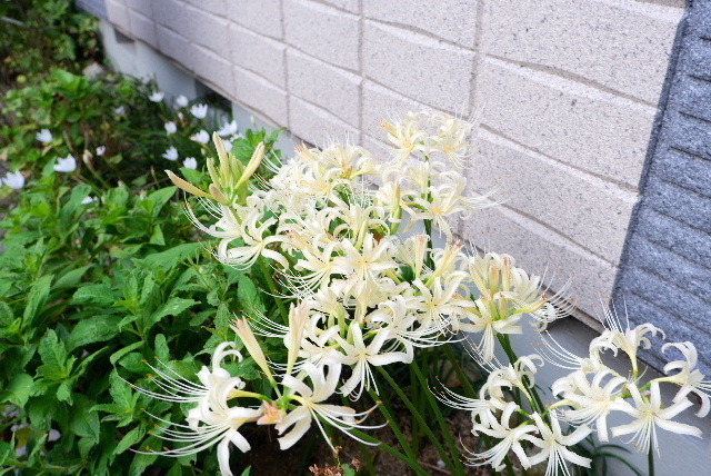 2022_0920８月２７日馬見公園緑0086.JPG