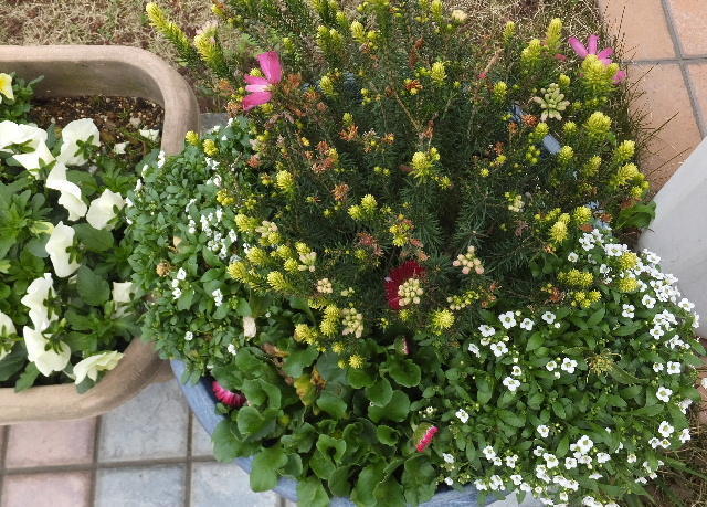 ガーデンテラスの花 画像