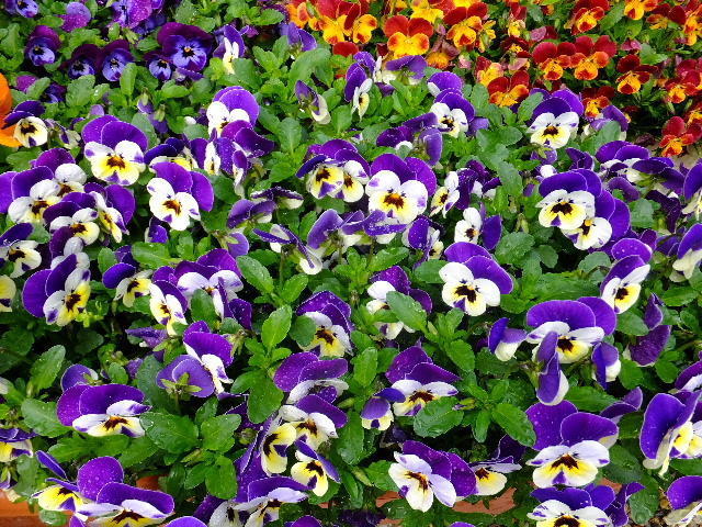 ガーデンテラスの花