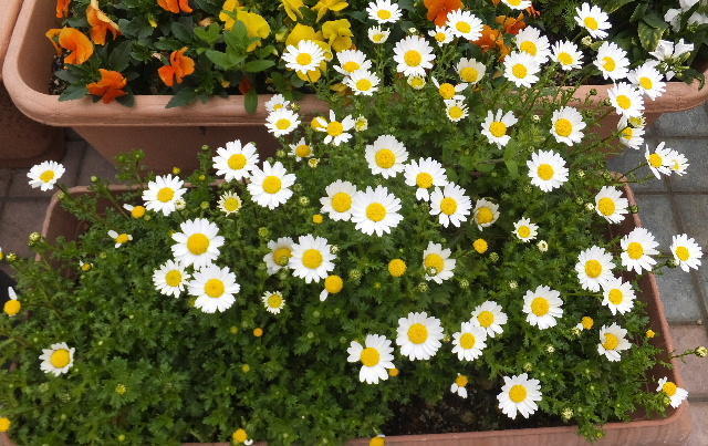 ガーデンテラスの花 画像