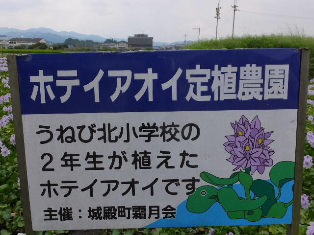 画像を等倍で表示します 画像