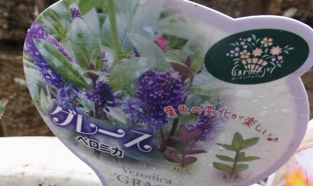 グレース ・ ベロニカ 画像