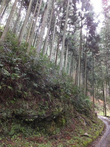日本を代表する美林として有名な吉野杉 画像