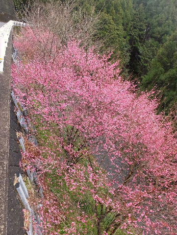 急斜面に咲く紅梅 画像