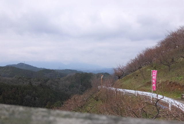 蕾が固い紅梅林 画像