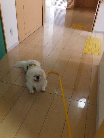 癒し犬、ペキニーズのラッキー 画像