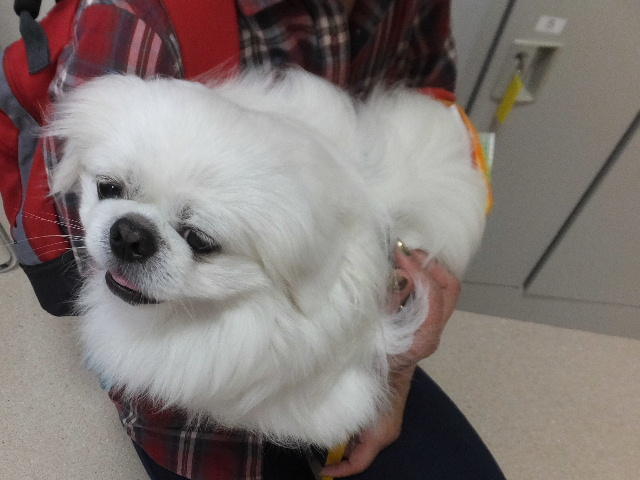 癒し犬、ペキニーズのラッキー 画像