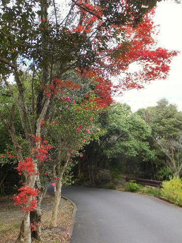 色鮮やかな紅葉 画像