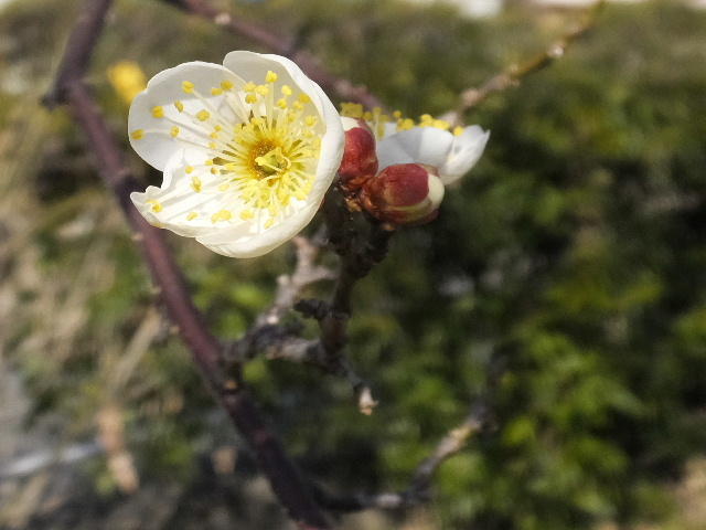 梅の花 画像