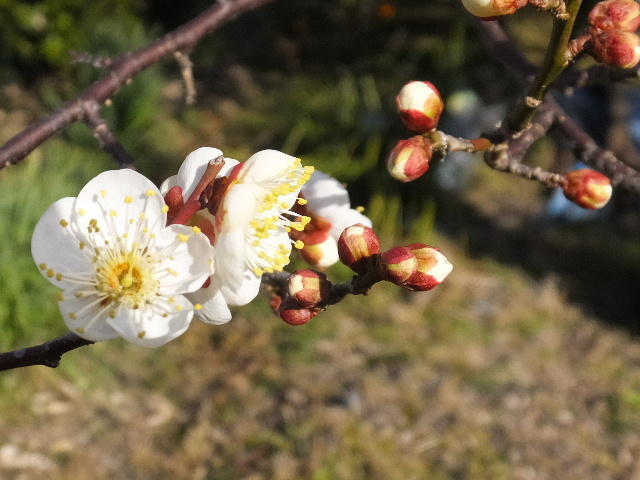 梅の花 画像