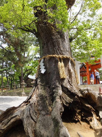 クスノキの大木 画像