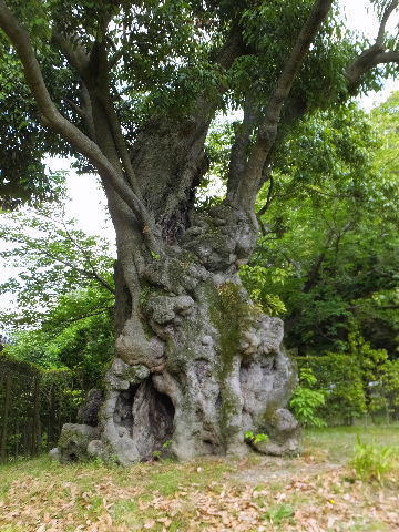 樹齢約300年のアラカシの樹 画像