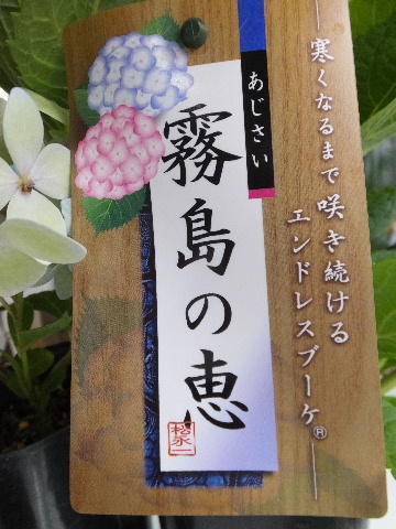 四季咲き性 アジサイ（紫陽花）「霧島の恵」: こころはコロコロ日録