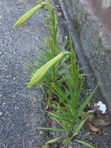 画像を等倍で表示します 画像