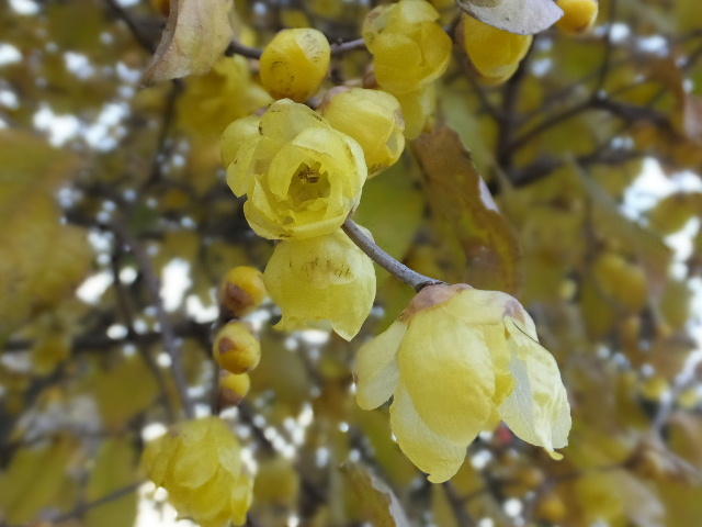 老梅　ろうばい　椿 ロウバイ - Wikipedia