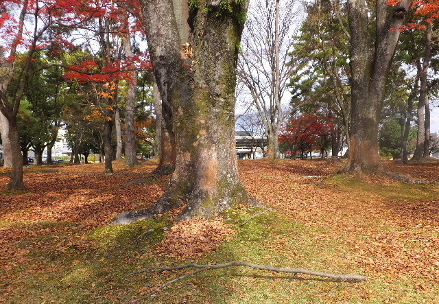 2022_1201奈良公園0006.JPG