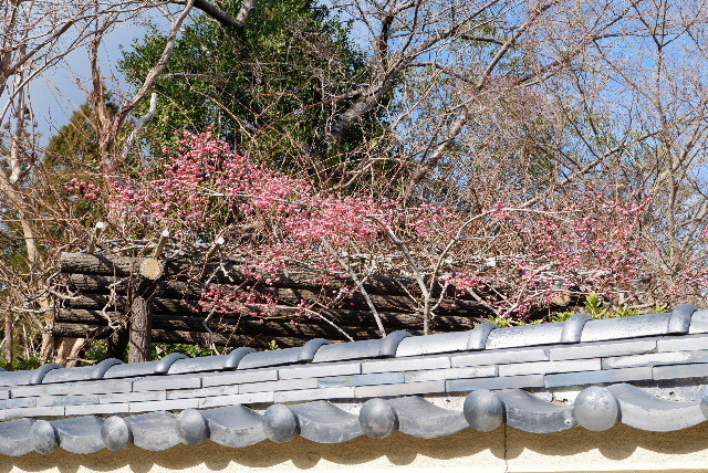 2023_0105２２３年１月６日石光0133.JPG