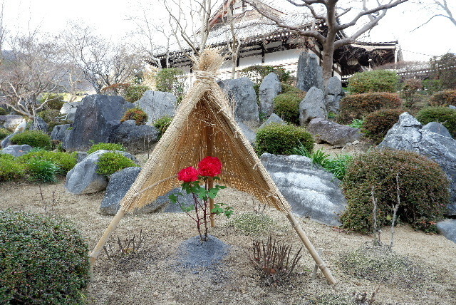 2023_0105２２３年１月６日石光0152.JPG