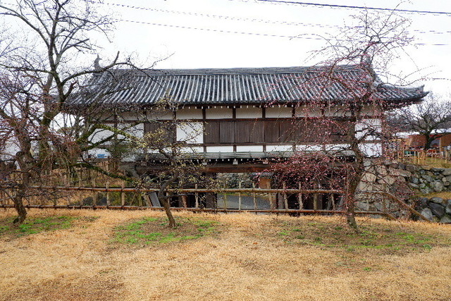 2023_0220２月２０日盆梅郡山城0012.JPG
