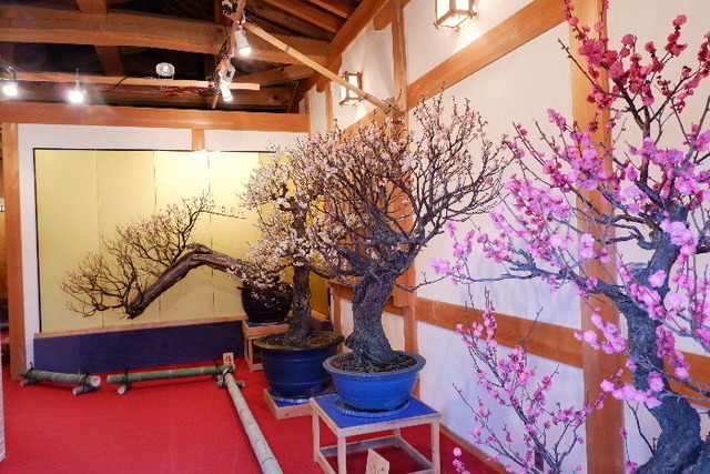 2023_0220２月２０日盆梅郡山城0017.JPG