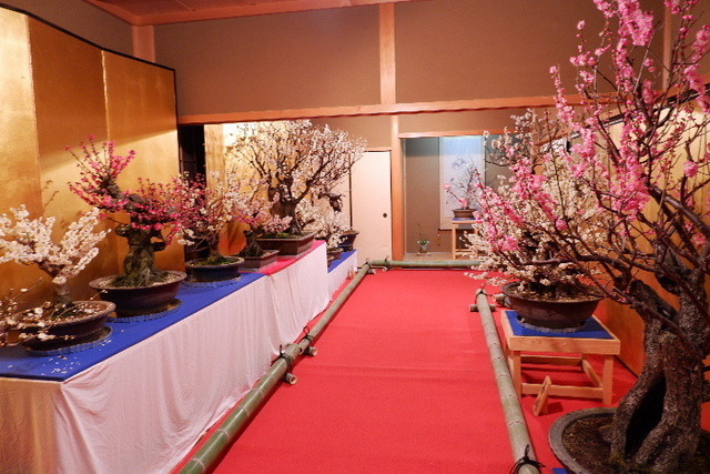2023_0220２月２０日盆梅郡山城0030.JPG