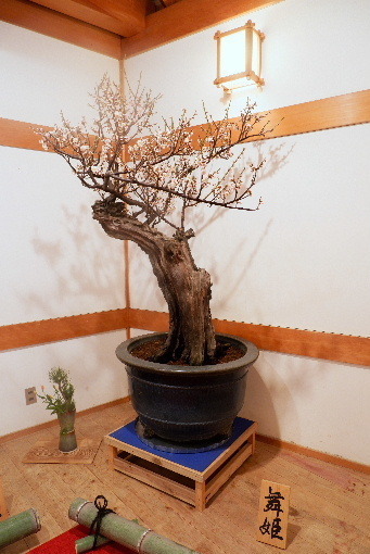 2023_0220２月２０日盆梅郡山城0040.JPG