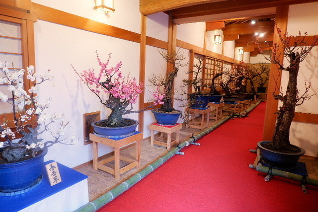 2023_0220２月２０日盆梅郡山城0045.JPG