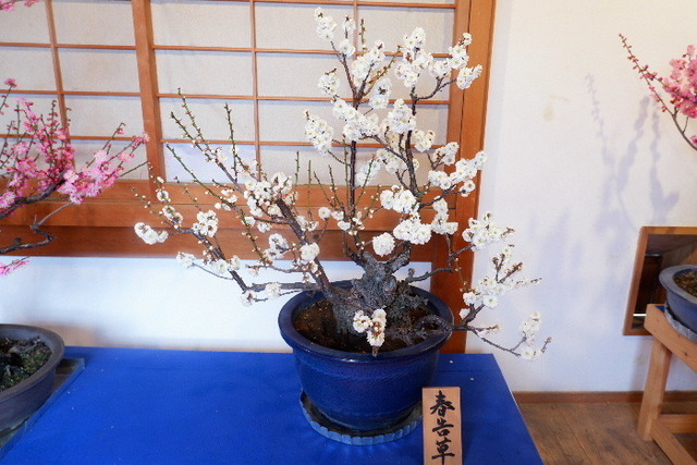 2023_0220２月２０日盆梅郡山城0046.JPG