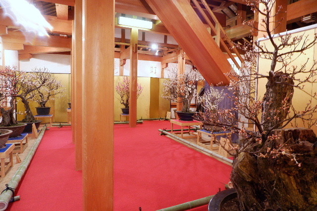 2023_0220２月２０日盆梅郡山城0047.JPG