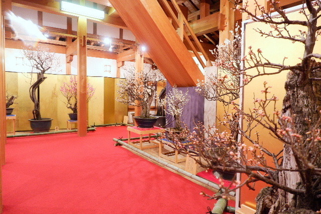 2023_0220２月２０日盆梅郡山城0048.JPG