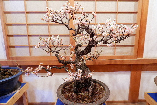 2023_0220２月２０日盆梅郡山城0051.JPG