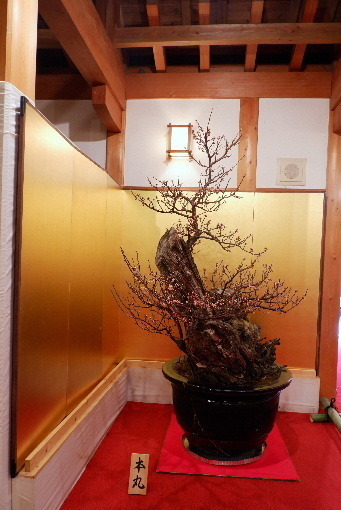 2023_0220２月２０日盆梅郡山城0053.JPG