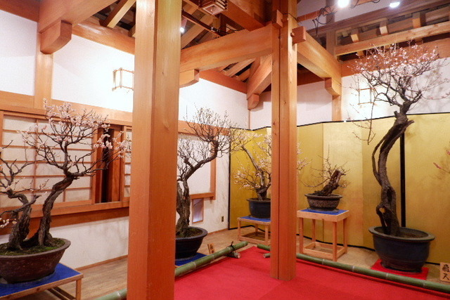 2023_0220２月２０日盆梅郡山城0055.JPG