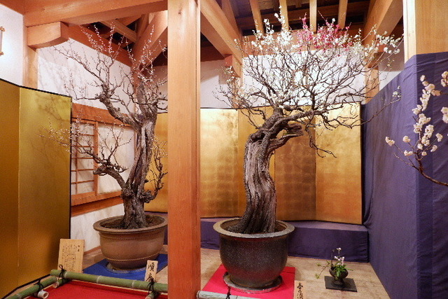 2023_0220２月２０日盆梅郡山城0056.JPG