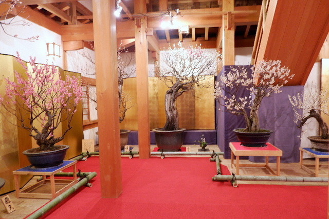 2023_0220２月２０日盆梅郡山城0059.JPG